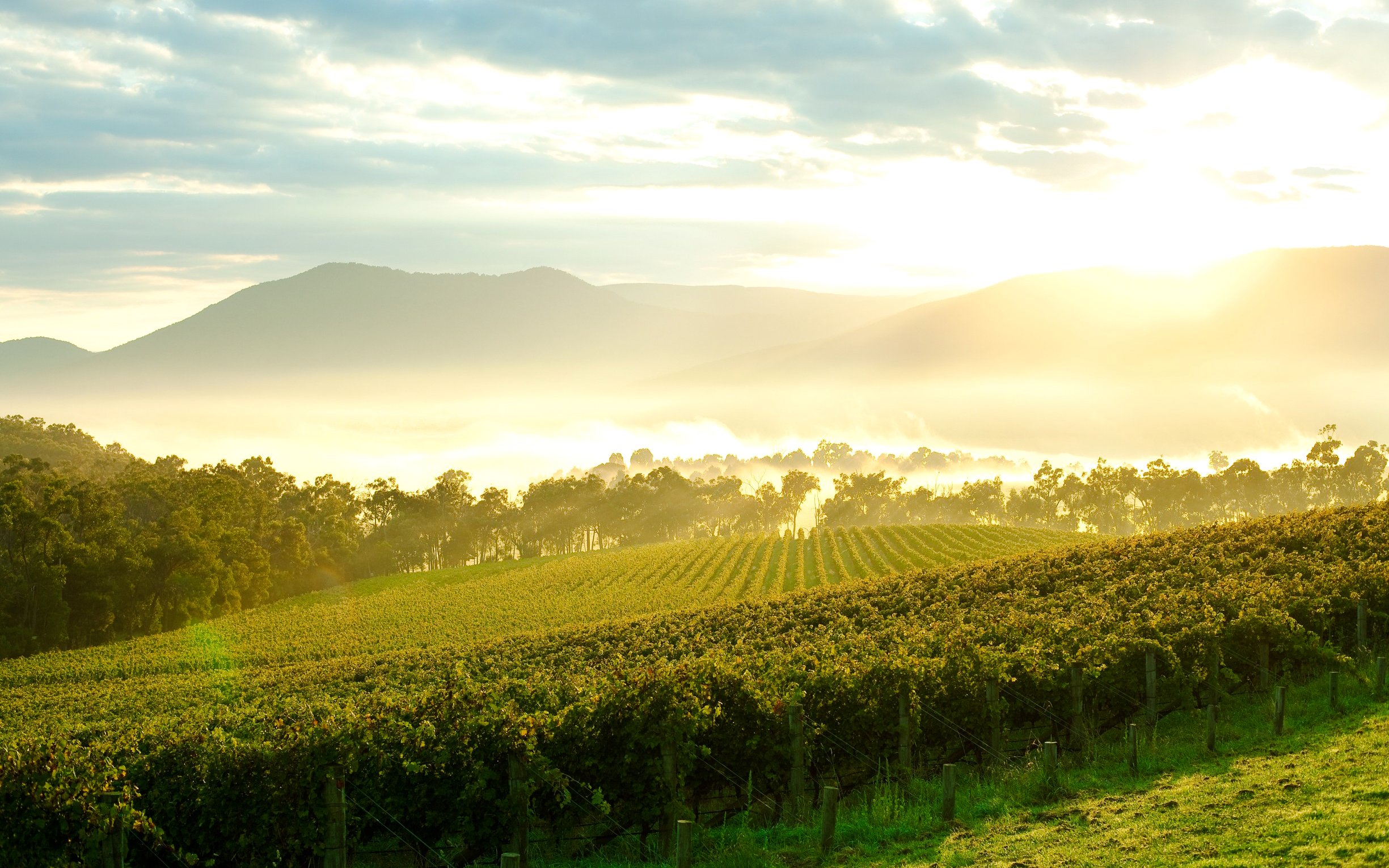 Vineyards and rolling hills at sunrise in Yarra Valley, Australia.