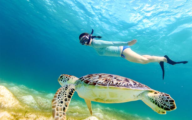 Snorkeler swimming with a sea turtle in Fujairah during a guided tour.