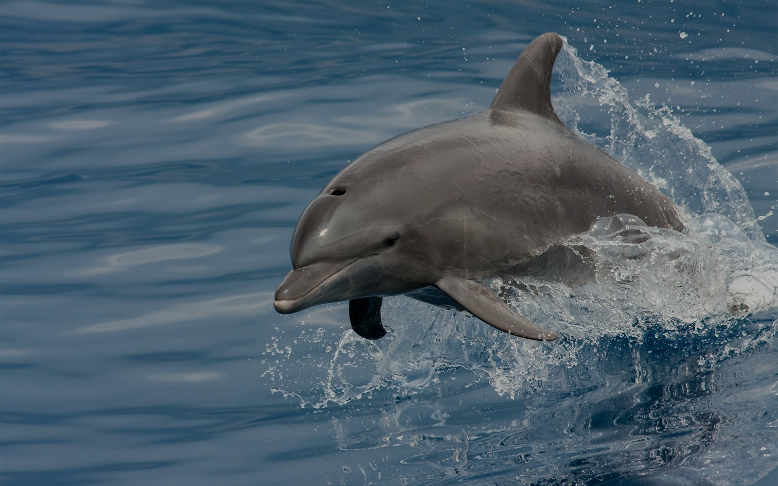 Dolphin leaping from the water