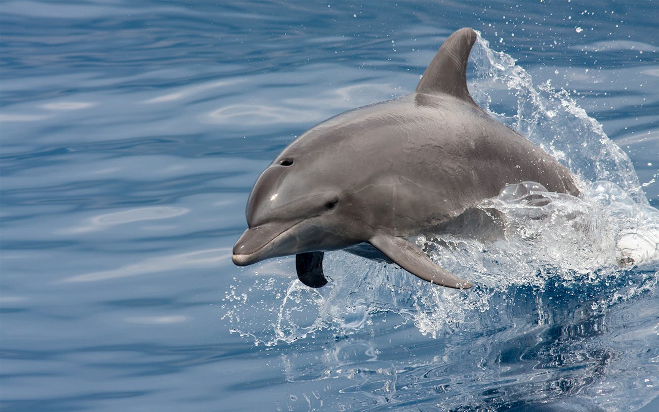 Dolphin leaping from the water near Figarolo Island during a dinghy tour.