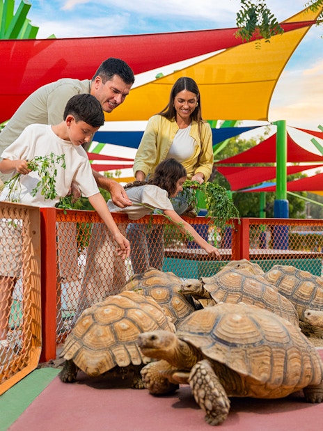 Family feeding tortoises at Dubai Safari Park under colorful shade structures.