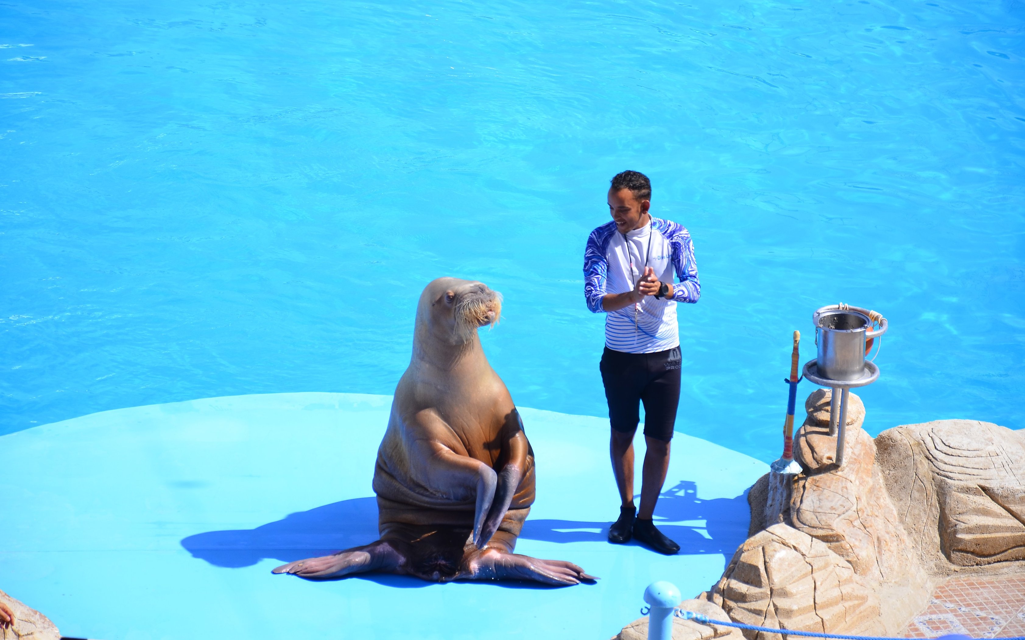 Instructor with walrus during show at Dolphin World Egypt, Hurghada.