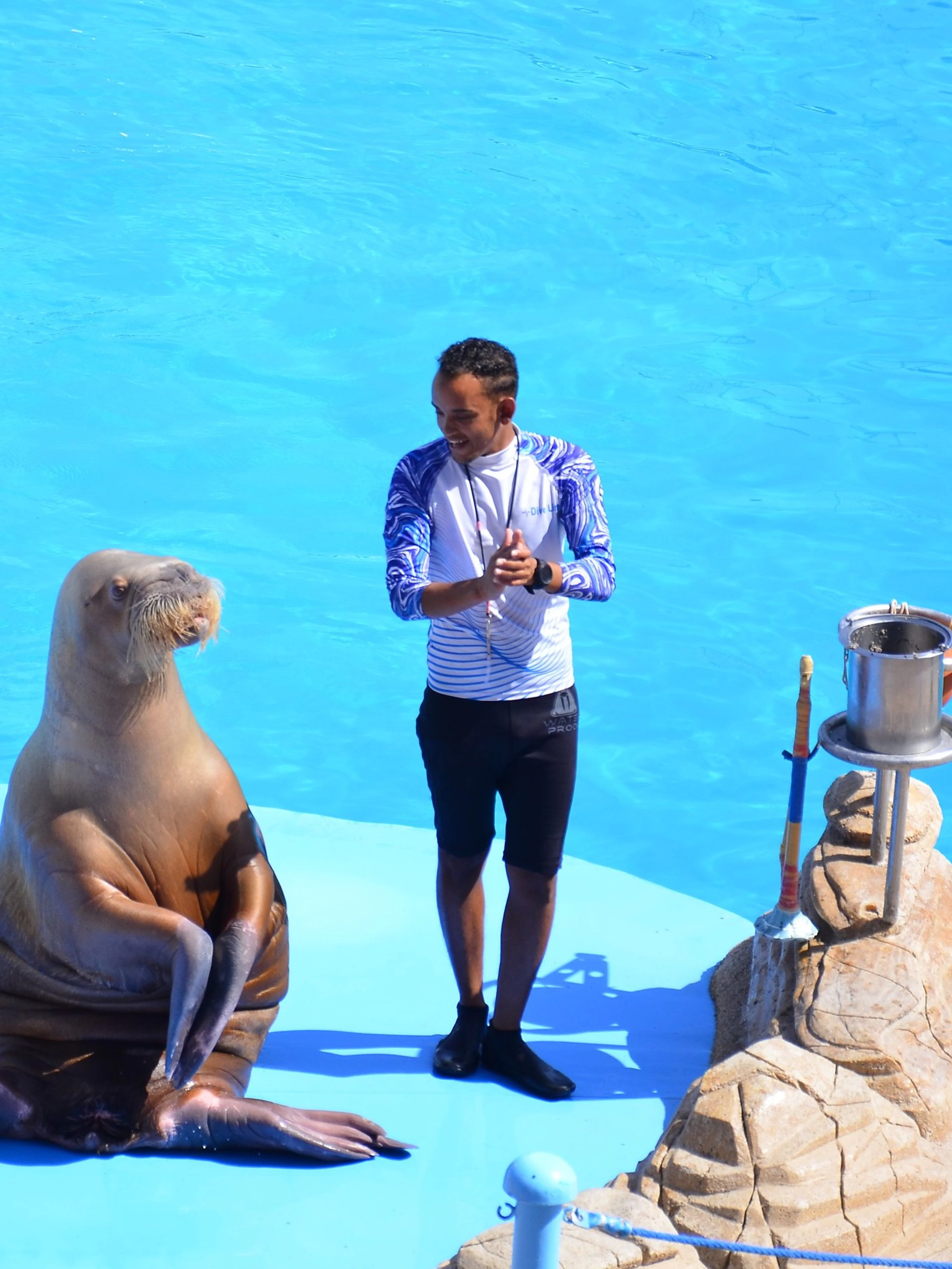 Instructor with walrus during show at Dolphin World Egypt, Hurghada.