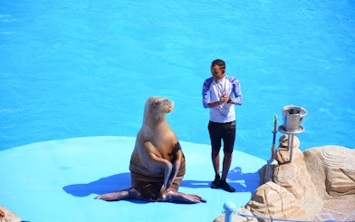 Instructor with walrus during show at Dolphin World Egypt, Hurghada.