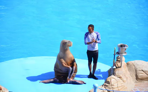 Instructor with walrus during show at Dolphin World Egypt, Hurghada.