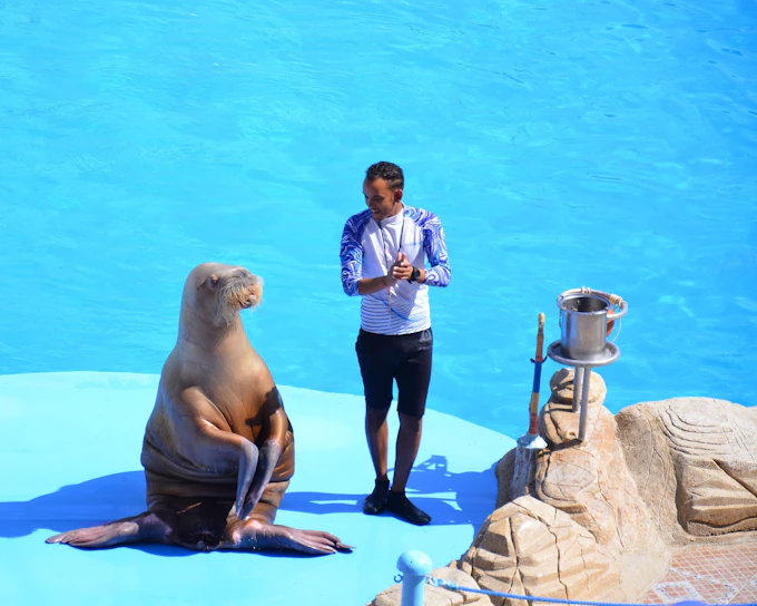 Hurghada Dolphin World Show with Dolphin Swim Session & Transfers