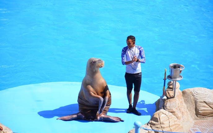 Instructor with walrus during show at Dolphin World Egypt, Hurghada.