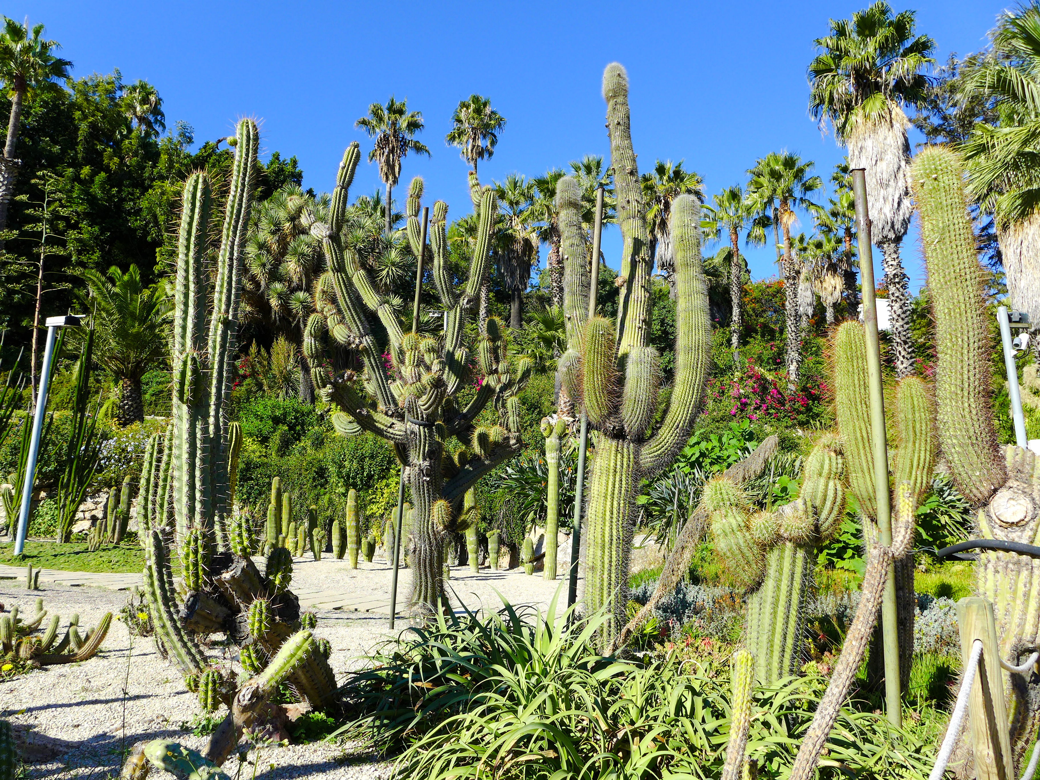 Mossen Costa i Llobera Gardens