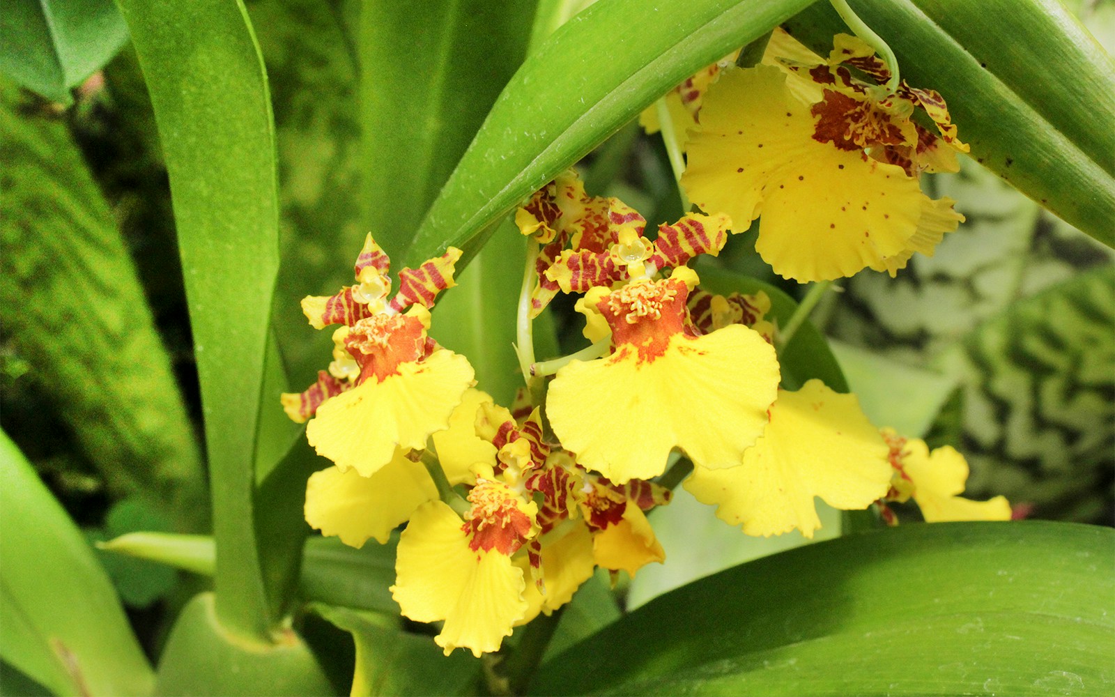 Oncidium Varicosum orchid with yellow petals at New York Botanical Garden.
