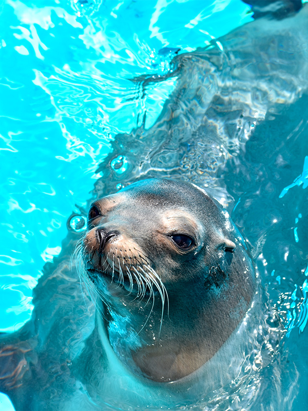 Marine World Uminonakamichi