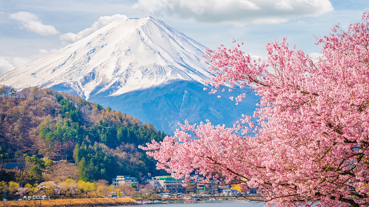Mount Fuji Cherry Blossom