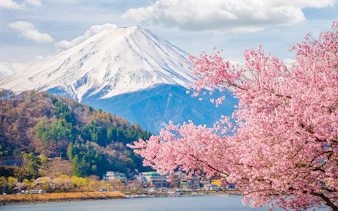 Mount Fuji with cherry blossoms in foreground during spring tour in Japan.