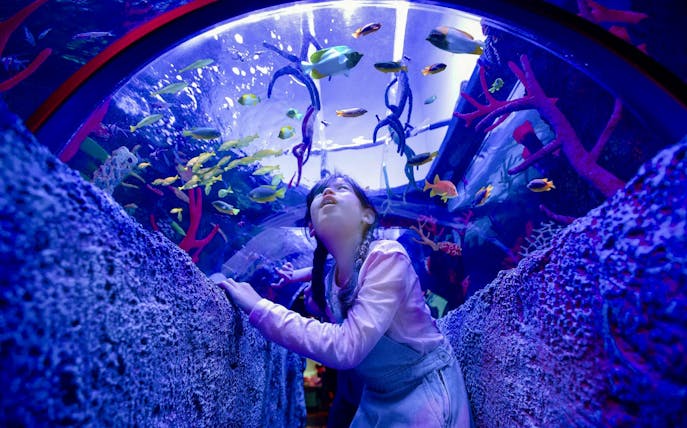 Child exploring underwater tunnel at LEGOLAND® Malaysia SEA LIFE with colorful fish overhead.