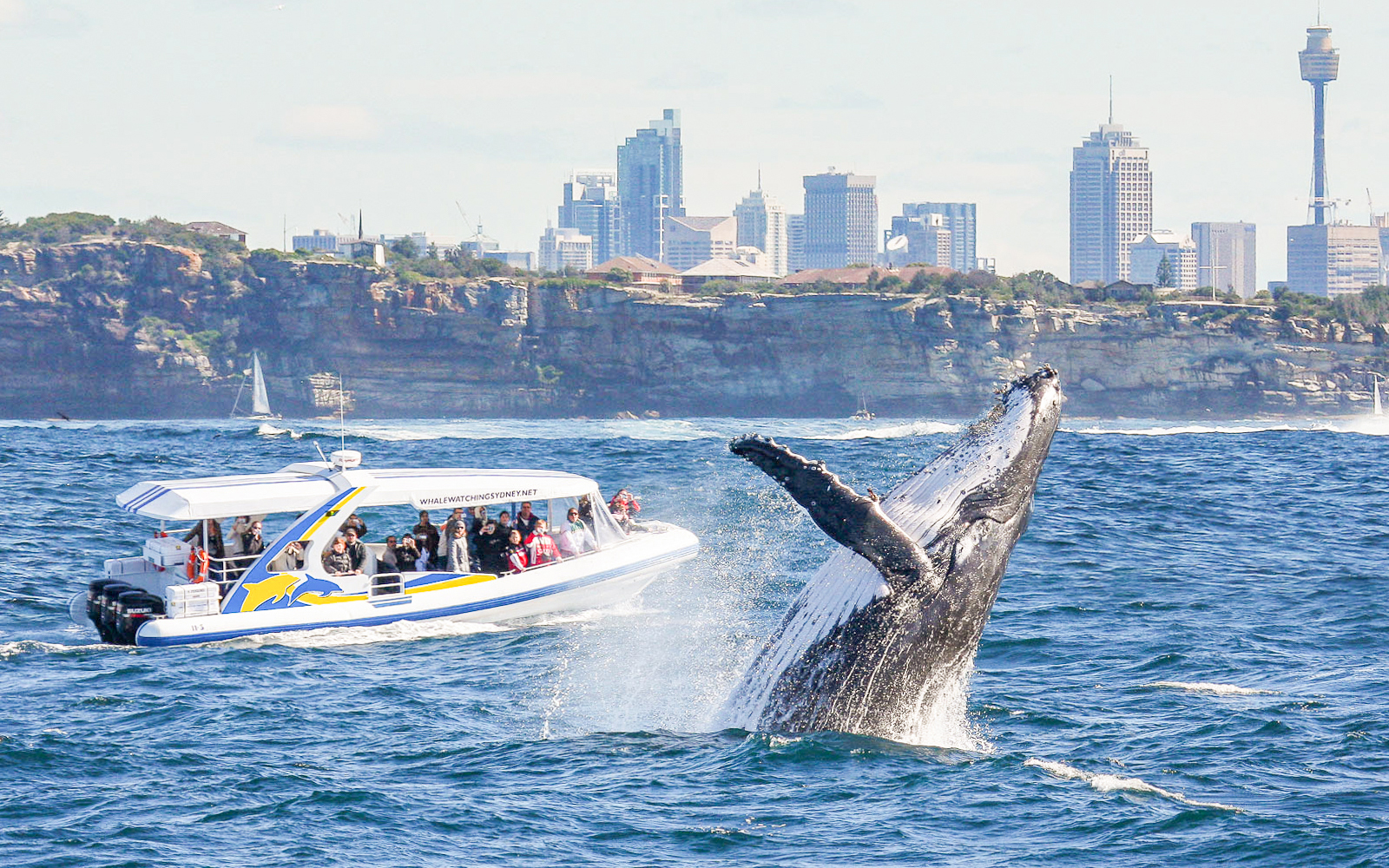 Sydney Whale Watching Cruise on Catamaran by Captain Cook