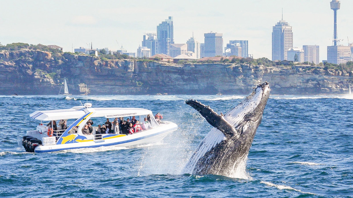 Whale breaching near a cruise boat with Sydney skyline in the background.