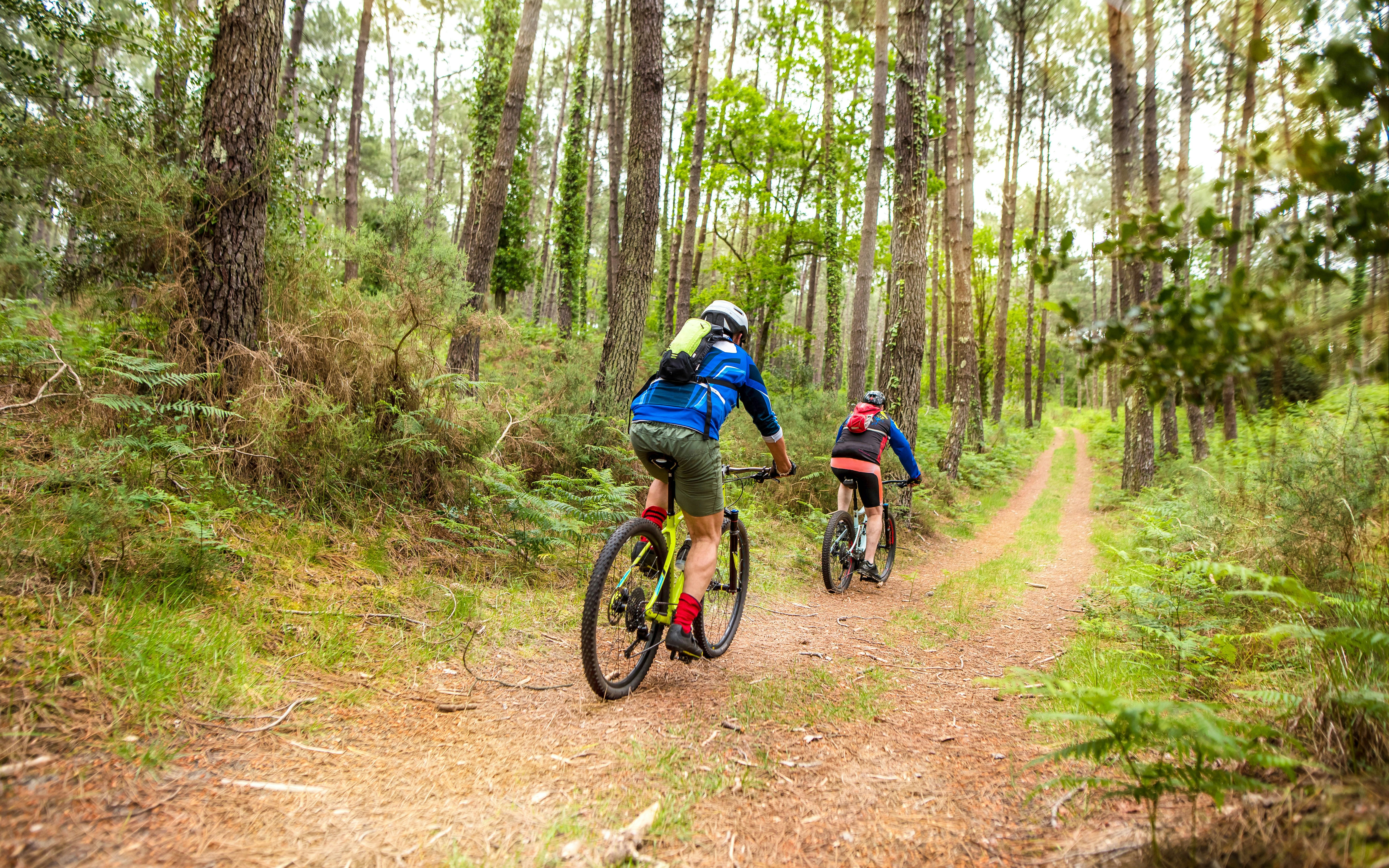 Mountain biking on a forest trail surrounded by tall trees.