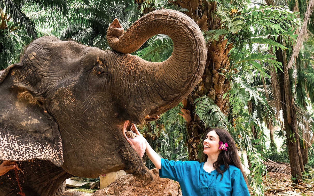 Person feeding elephant at Krabi Elephant Shelter, Thailand.