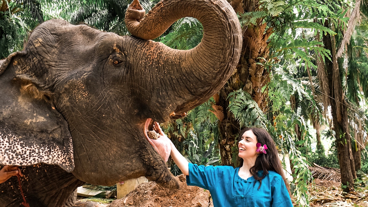 Person feeding elephant at Krabi Elephant Shelter, Thailand.