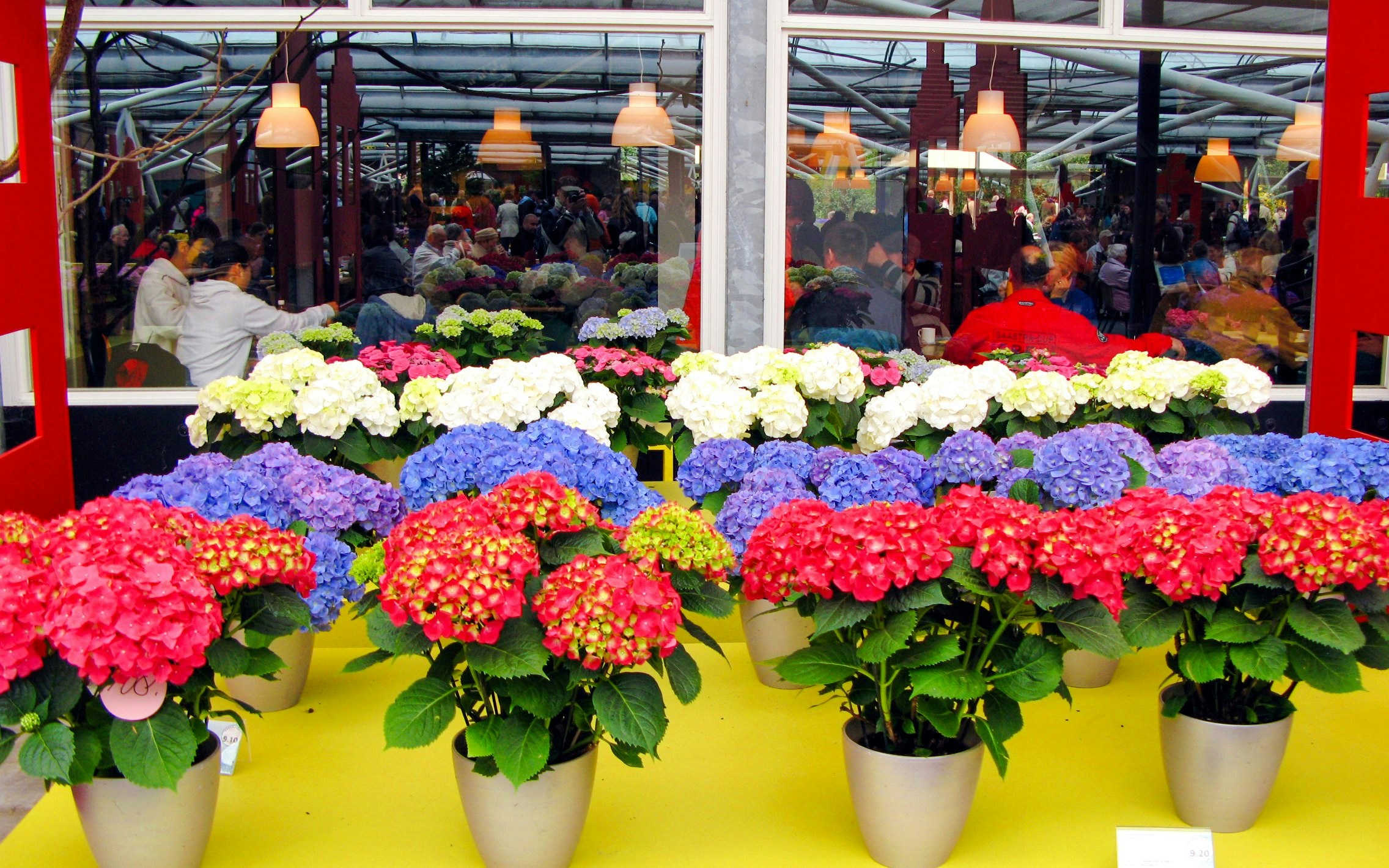 Colorful hydrangeas displayed at Keukenhof flower shop in the Netherlands.