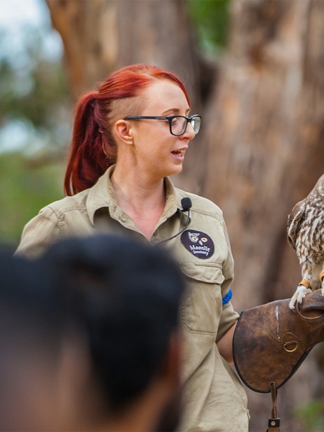 Animal handler with owl at Moonlit Sanctuary, Phillip Island Tour.
