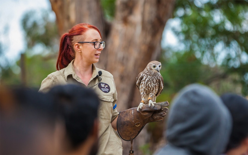 Animal handler with owl at Moonlit Sanctuary, Phillip Island Tour.