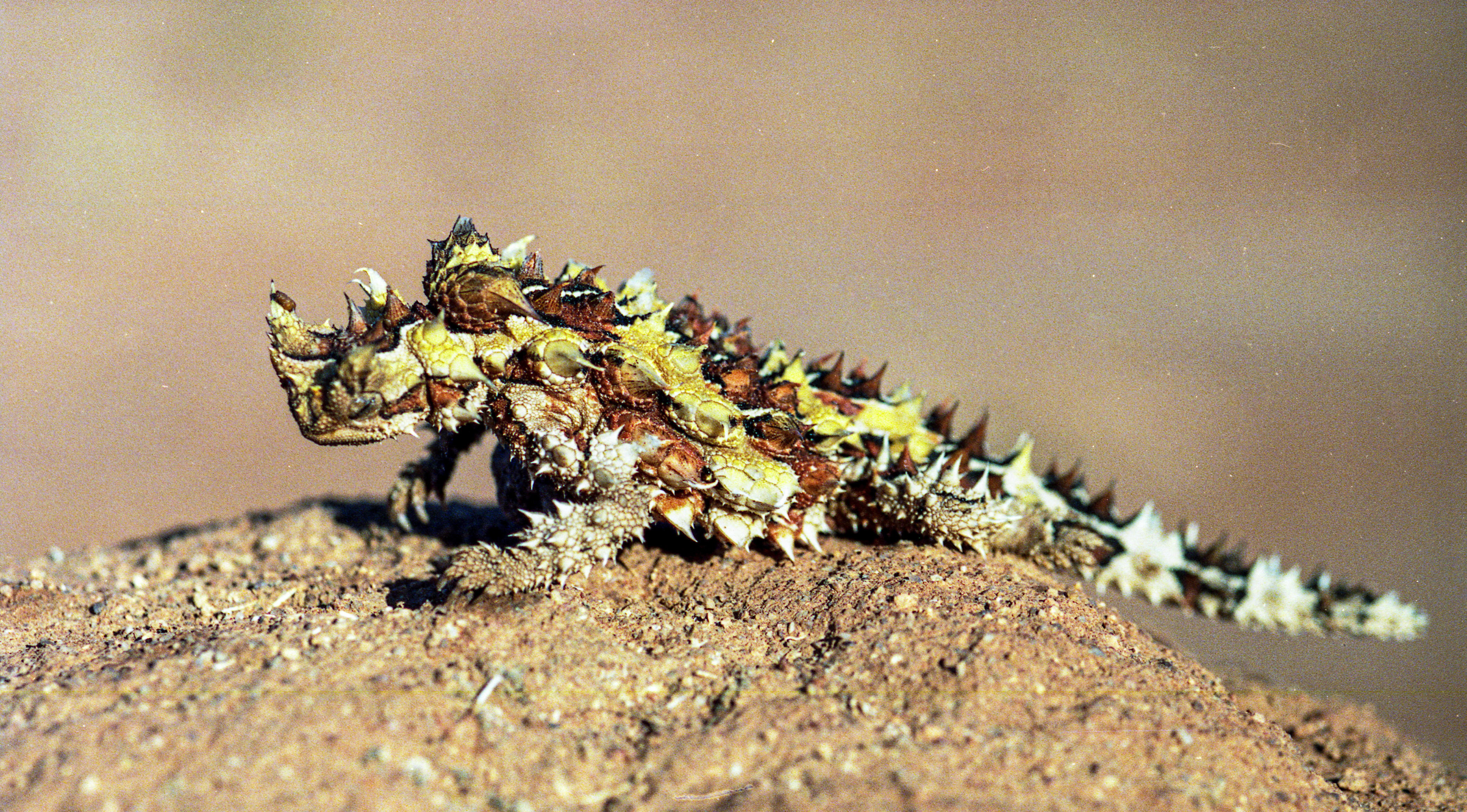 Thorny devil lizard on desert terrain in Australia.