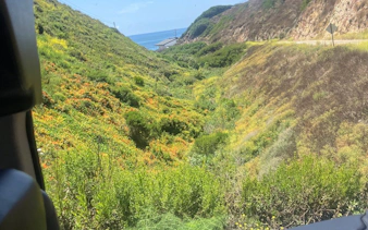 View of Pacific Coast Highway with lush greenery and ocean in Santa Monica to Malibu tour.