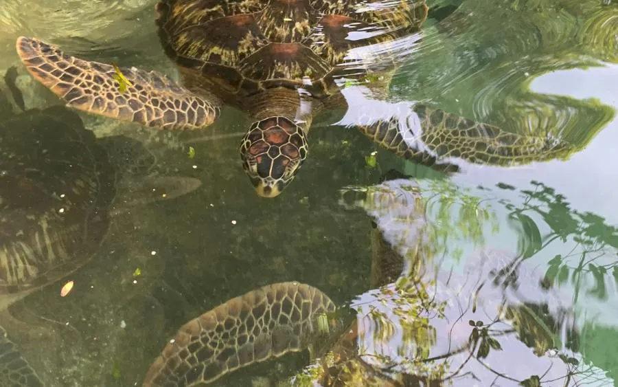 From Zanzibar: Nungwi Turtle Aquarium Guided Tour with Transfers