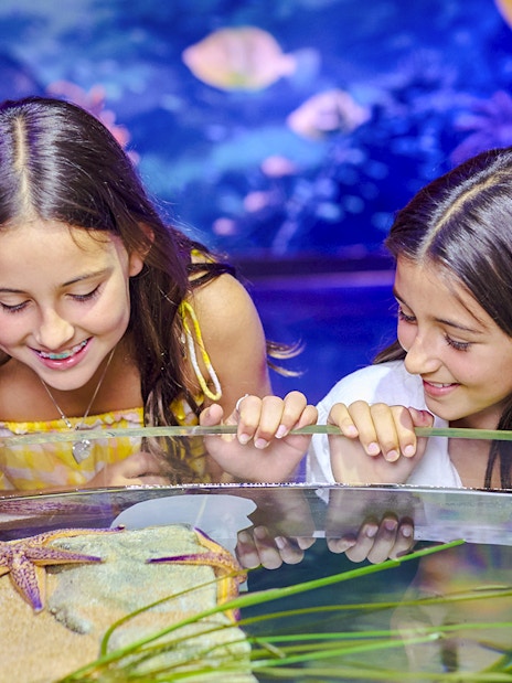 Children observing starfish at Sea Life Melbourne aquarium.