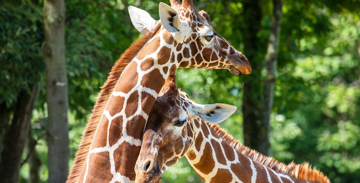 Giraffes interacting at Zoo Santo Inácio, Portugal.
