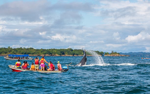 Whale tail splashing near boats on Terceira Island tour.