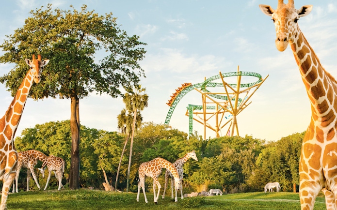 Giraffes grazing near a roller coaster at Busch Gardens, Tampa Bay.