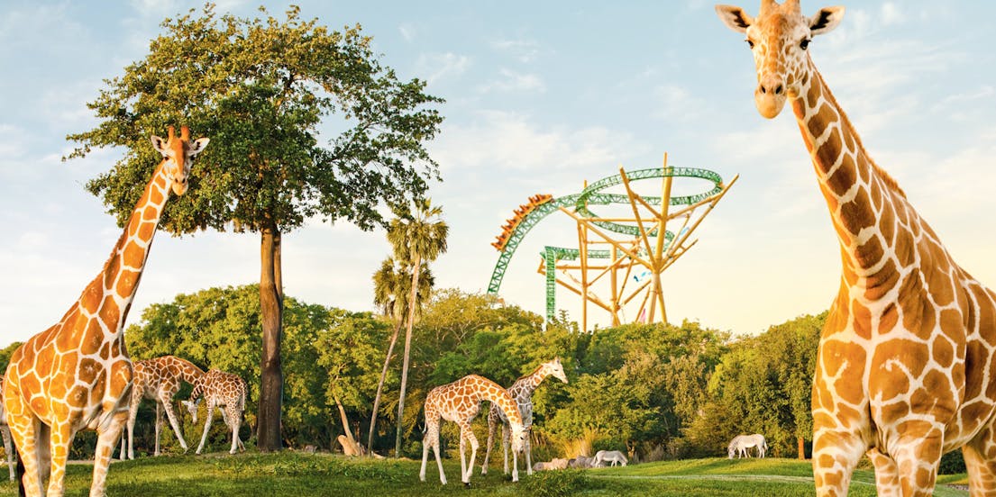 Busch Gardens Tampa Bay