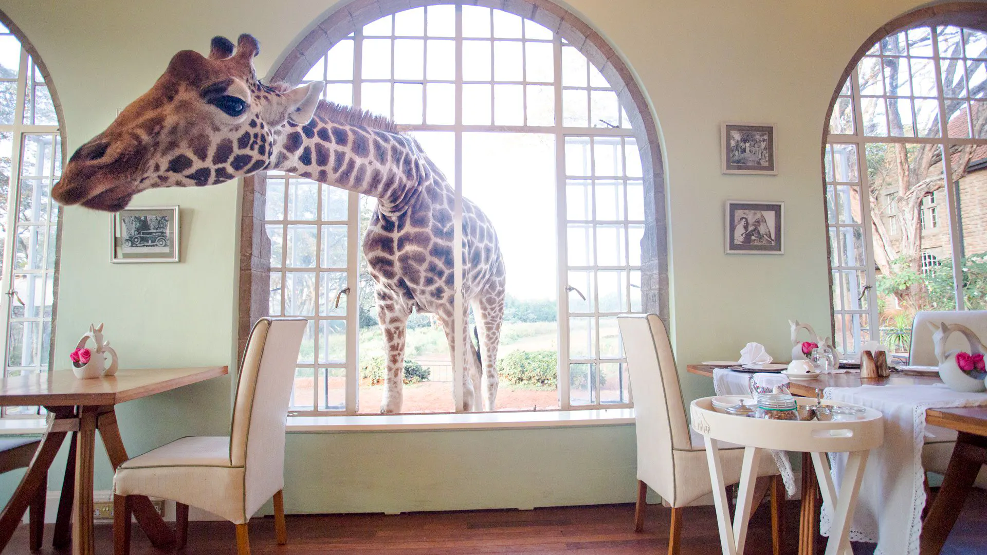 Giraffe peeking through window at Giraffe Manor, Nairobi day trip.