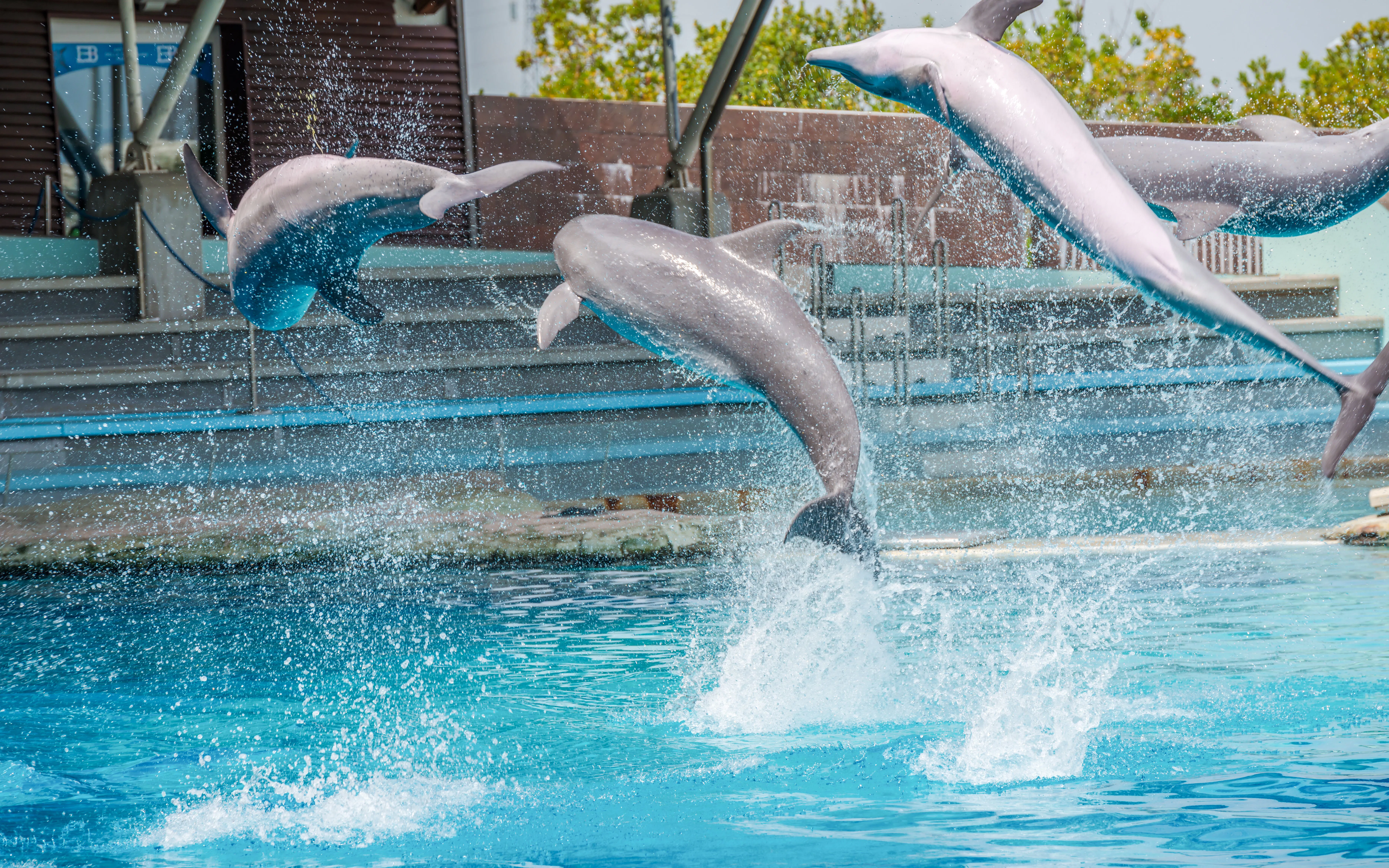 Dolphins leaping in a pool at Oltremare Park.