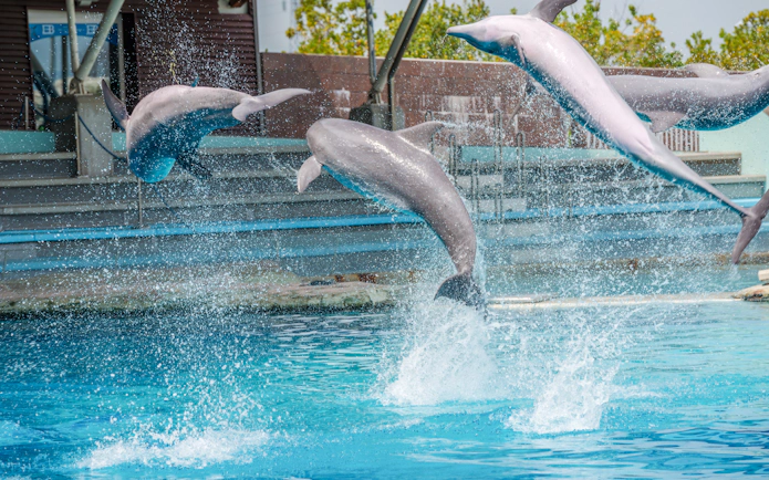 Dolphins leaping in a pool at Oltremare Park.