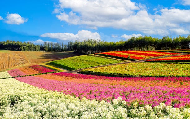 Colorful flower fields in Hokkaido during a full-day guided tour from Sapporo.