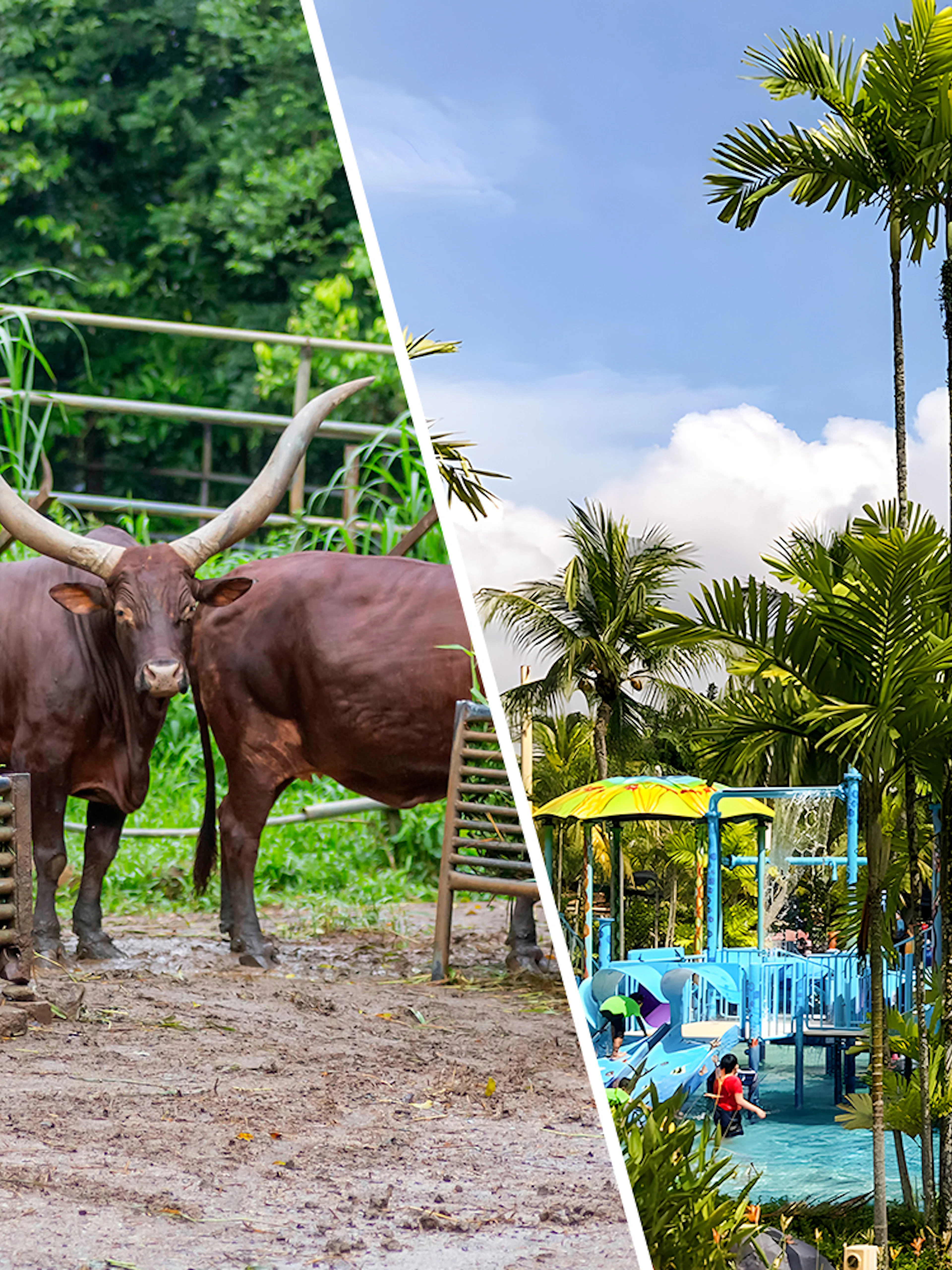 A'Famosa Melaka wildlife with cattle and Zoo Melaka water park with slides.