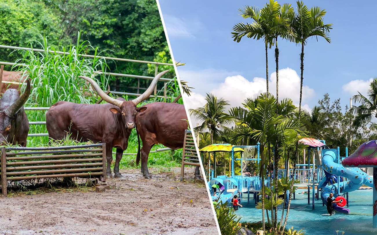 A'Famosa Melaka wildlife with cattle and Zoo Melaka water park with slides.