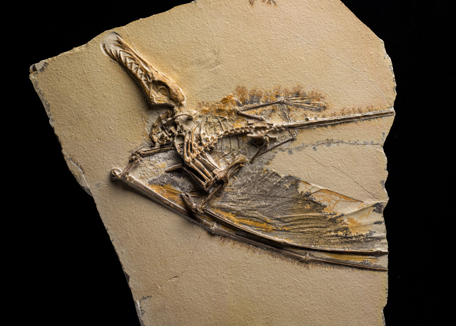 American Museum of Natural History