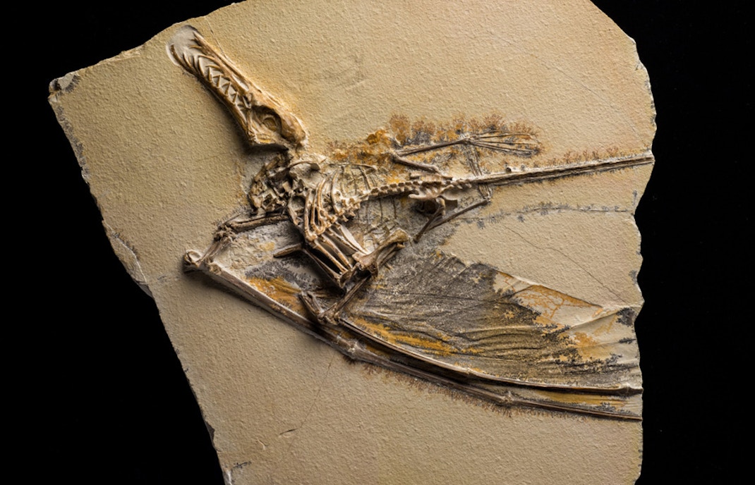 Dinosaur bones exhibit at a natural history museum in Belfast.