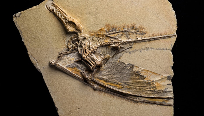 American Museum of Natural History