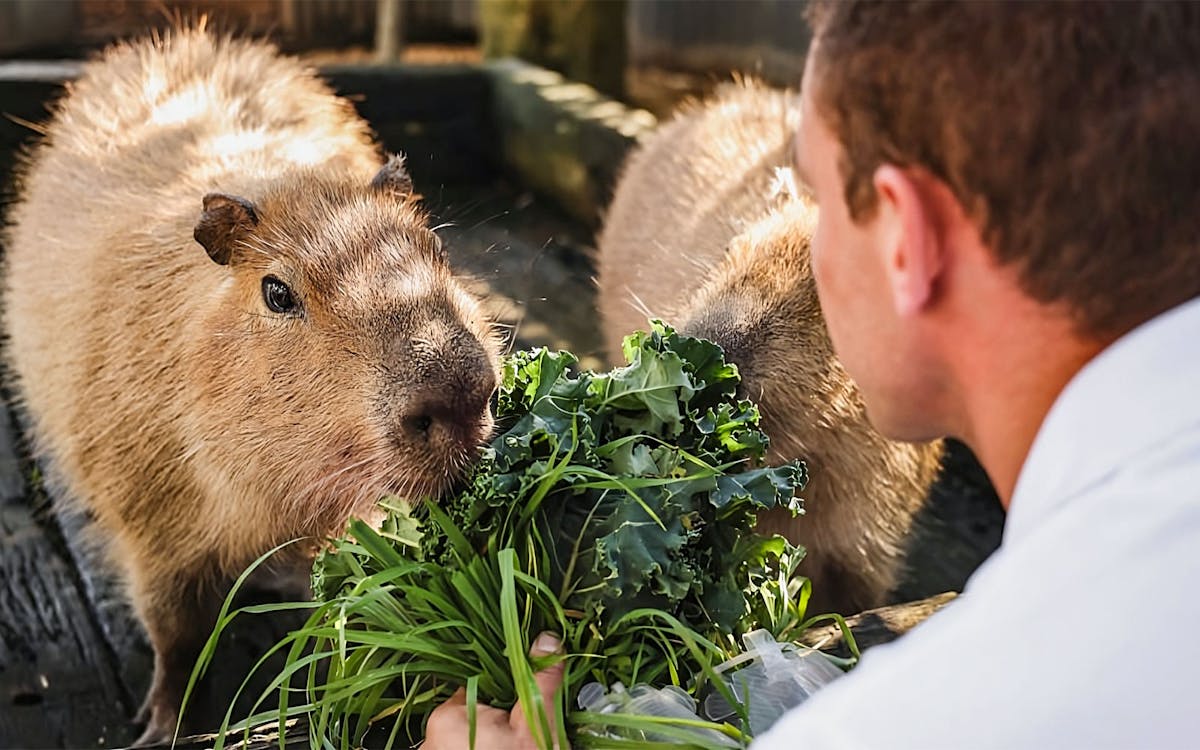 tickets to hunter valley wildlife park-5 tickets to hunter valley wildlife park-5