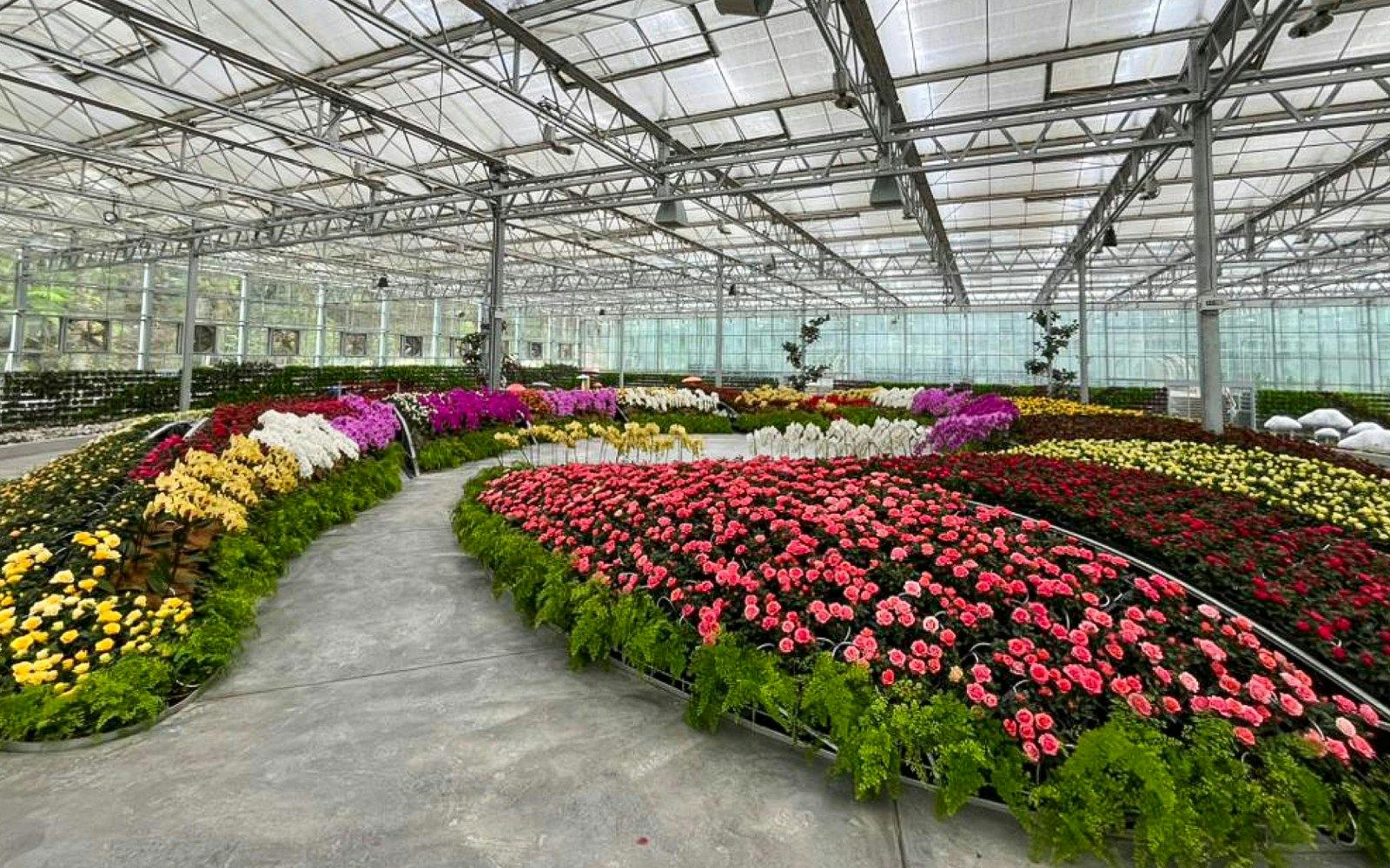 Colorful flower displays in greenhouse at Eufloria Gardens & Sculpture Park.