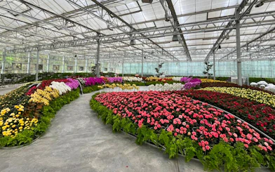 Colorful flower displays in greenhouse at Eufloria Gardens & Sculpture Park.