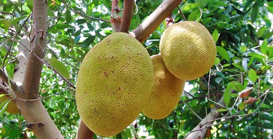 Terre de fruits d'Okinawa