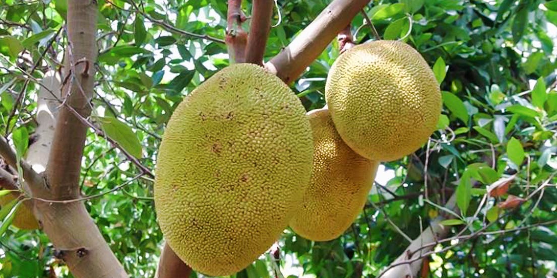 Okinawa Fruits Land