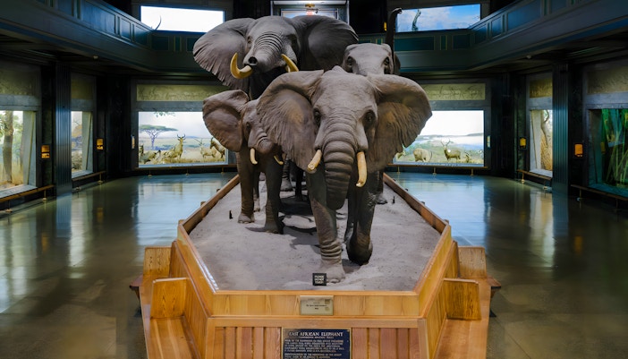 Elephant exhibit in Mammal Halls with diorama background.