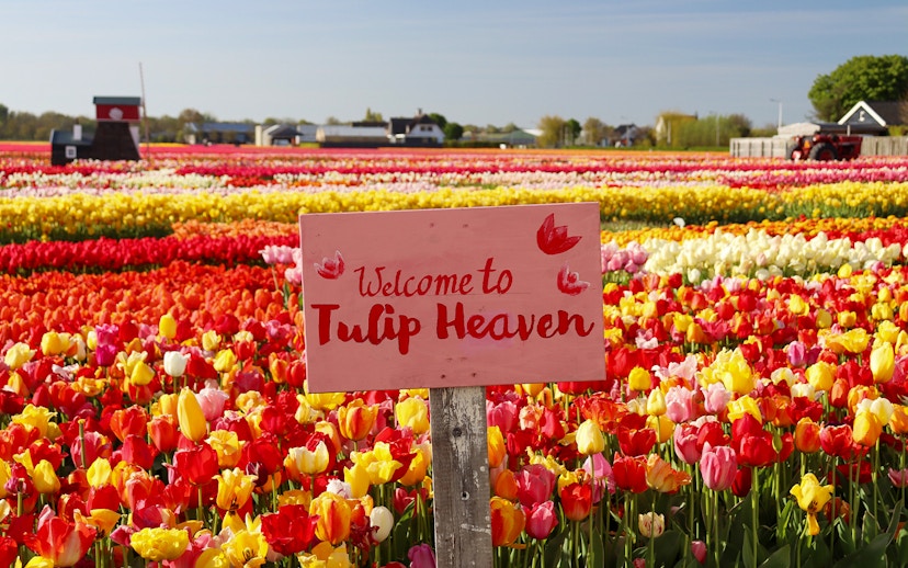 Keukenhof tulip fields with "Welcome to Tulip Heaven" sign, vibrant flowers in Amsterdam.