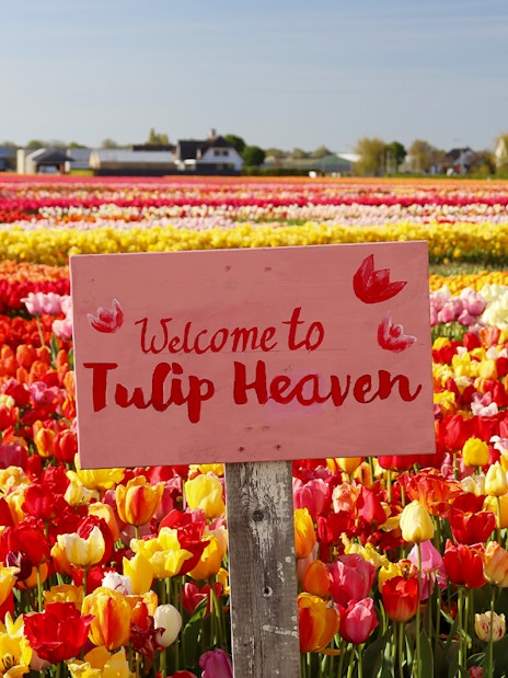 Keukenhof tulip fields with "Welcome to Tulip Heaven" sign, vibrant flowers in Amsterdam.